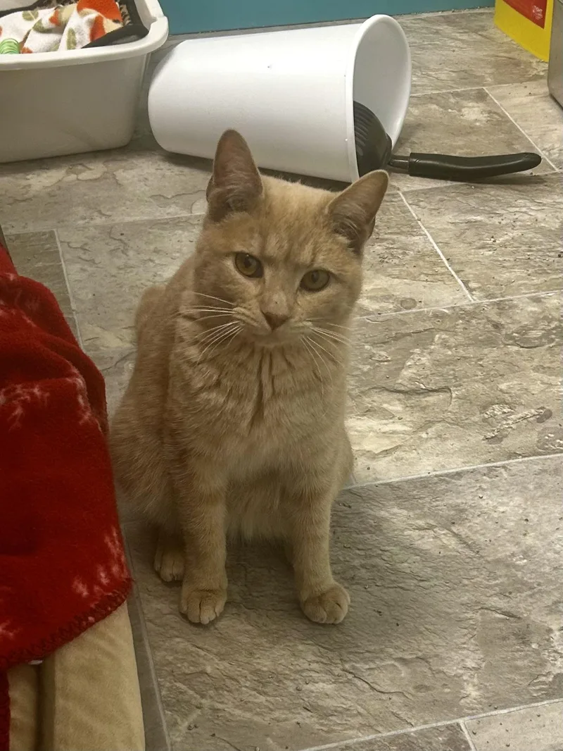 Meatloaf thumbnail 3