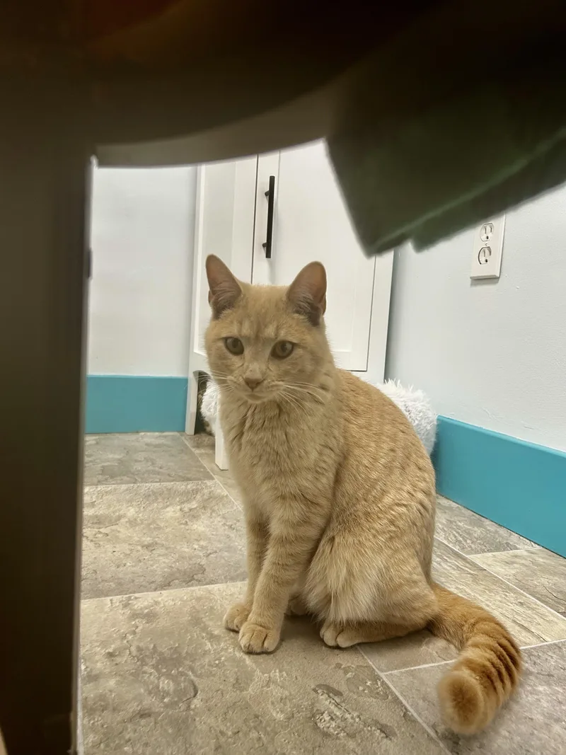 Meatloaf thumbnail 4