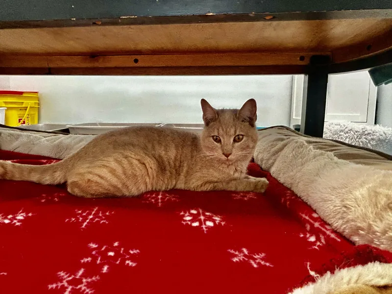 Meatloaf thumbnail 5