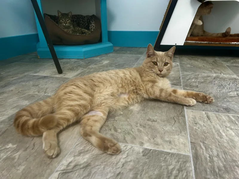 Meatloaf thumbnail 6