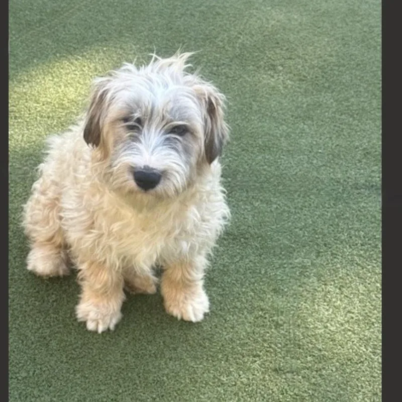 Portland thumbnail 3