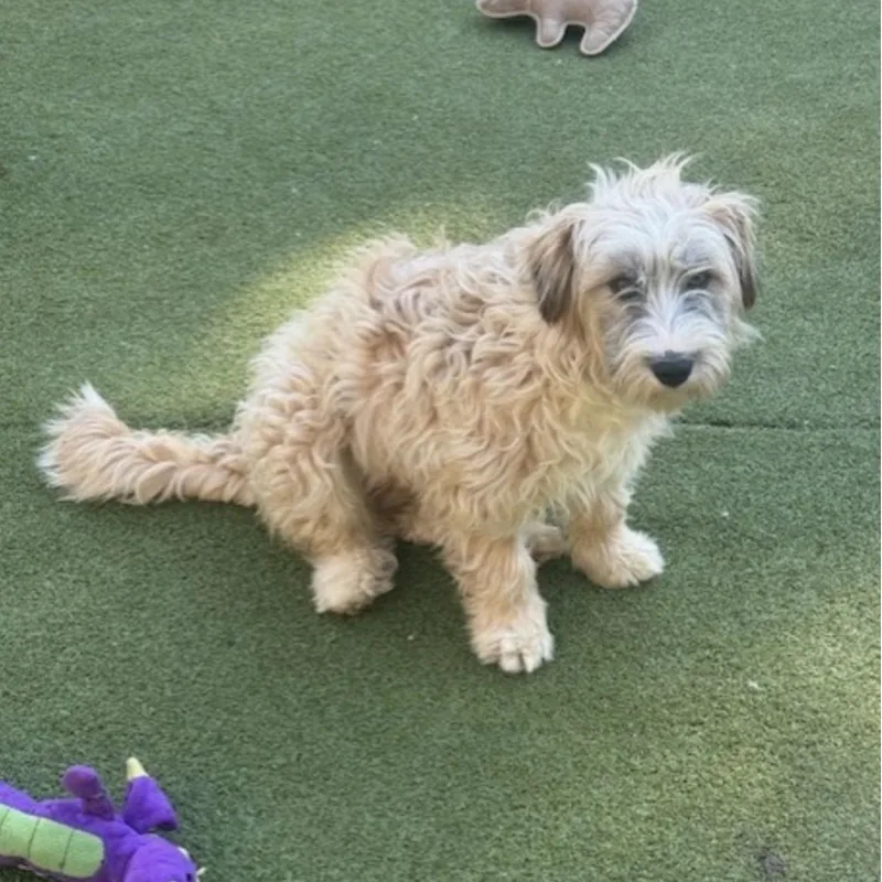 Portland thumbnail 5