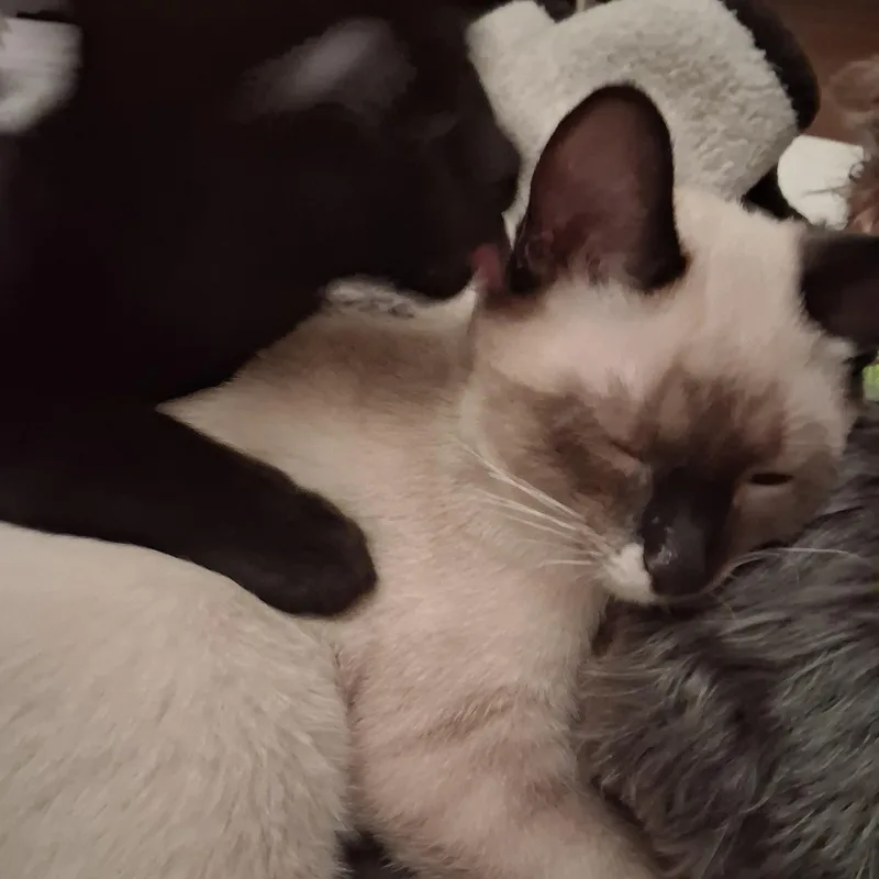 Xina And Little Bear thumbnail 3