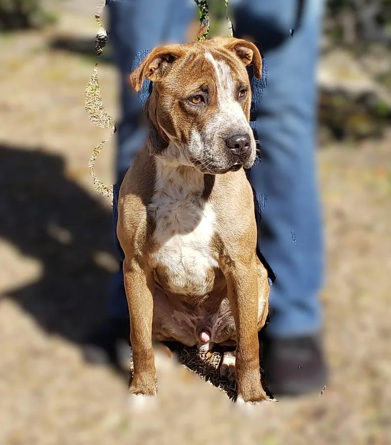 Dr. Alexei thumbnail 2