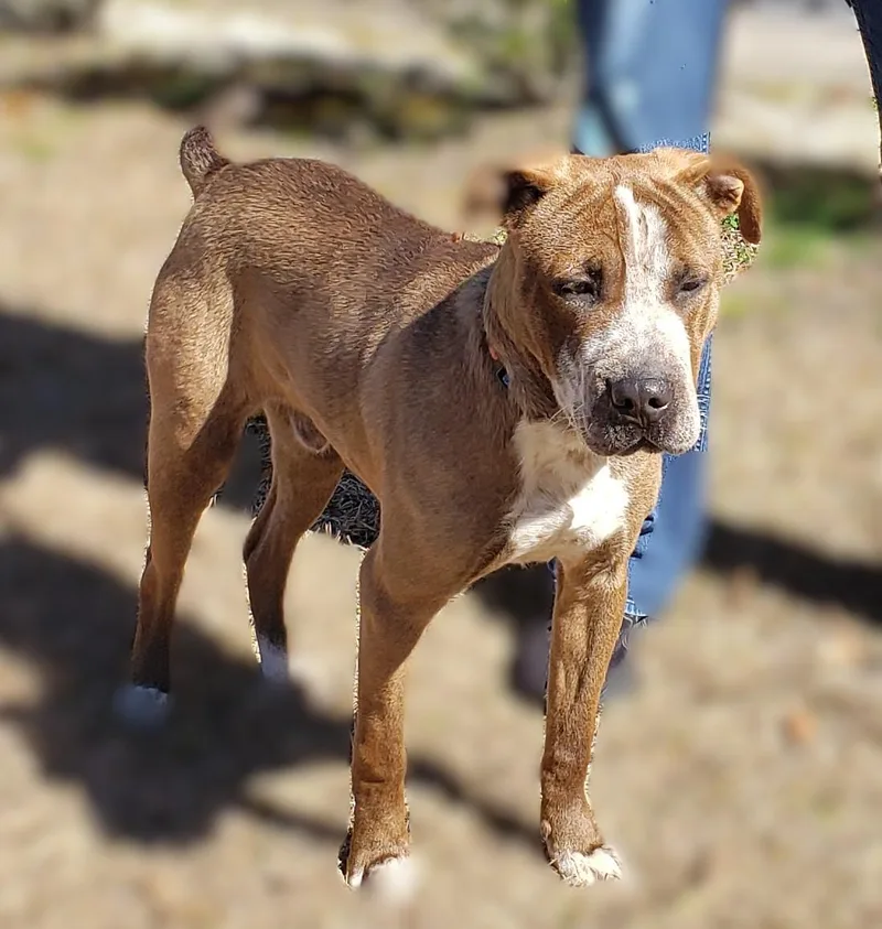 Dr. Alexei thumbnail 3