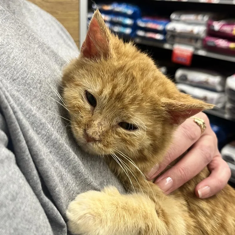 Toulouse thumbnail 2