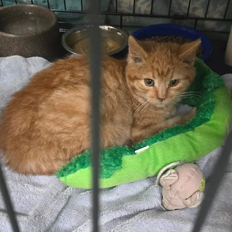 Toulouse thumbnail 3