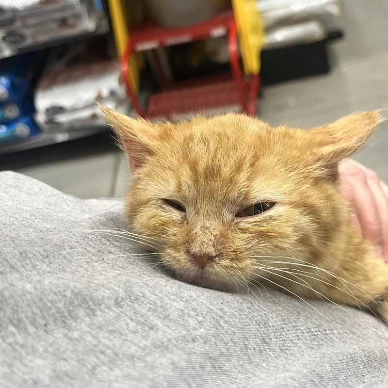 Toulouse thumbnail 4