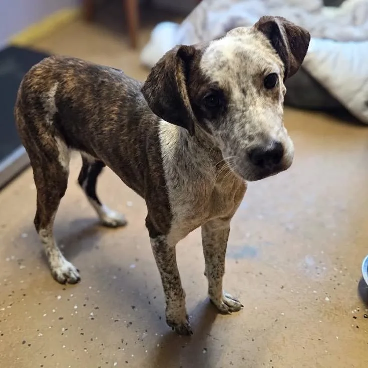 Freckles thumbnail 2