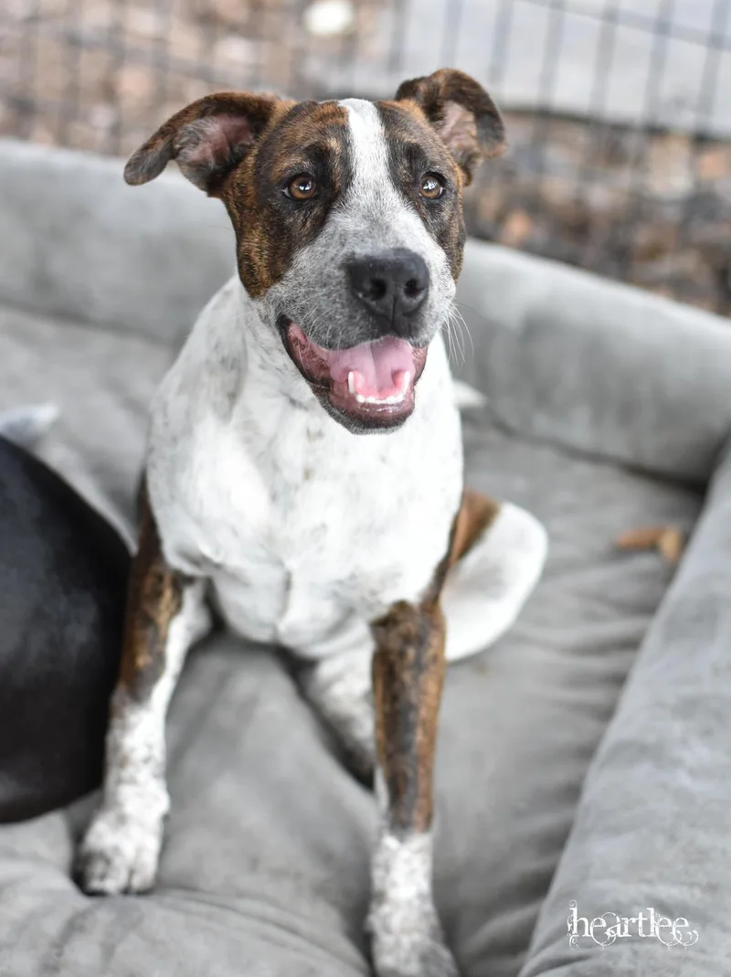 Heartlee thumbnail 3