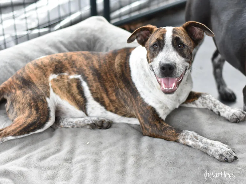 Heartlee thumbnail 6