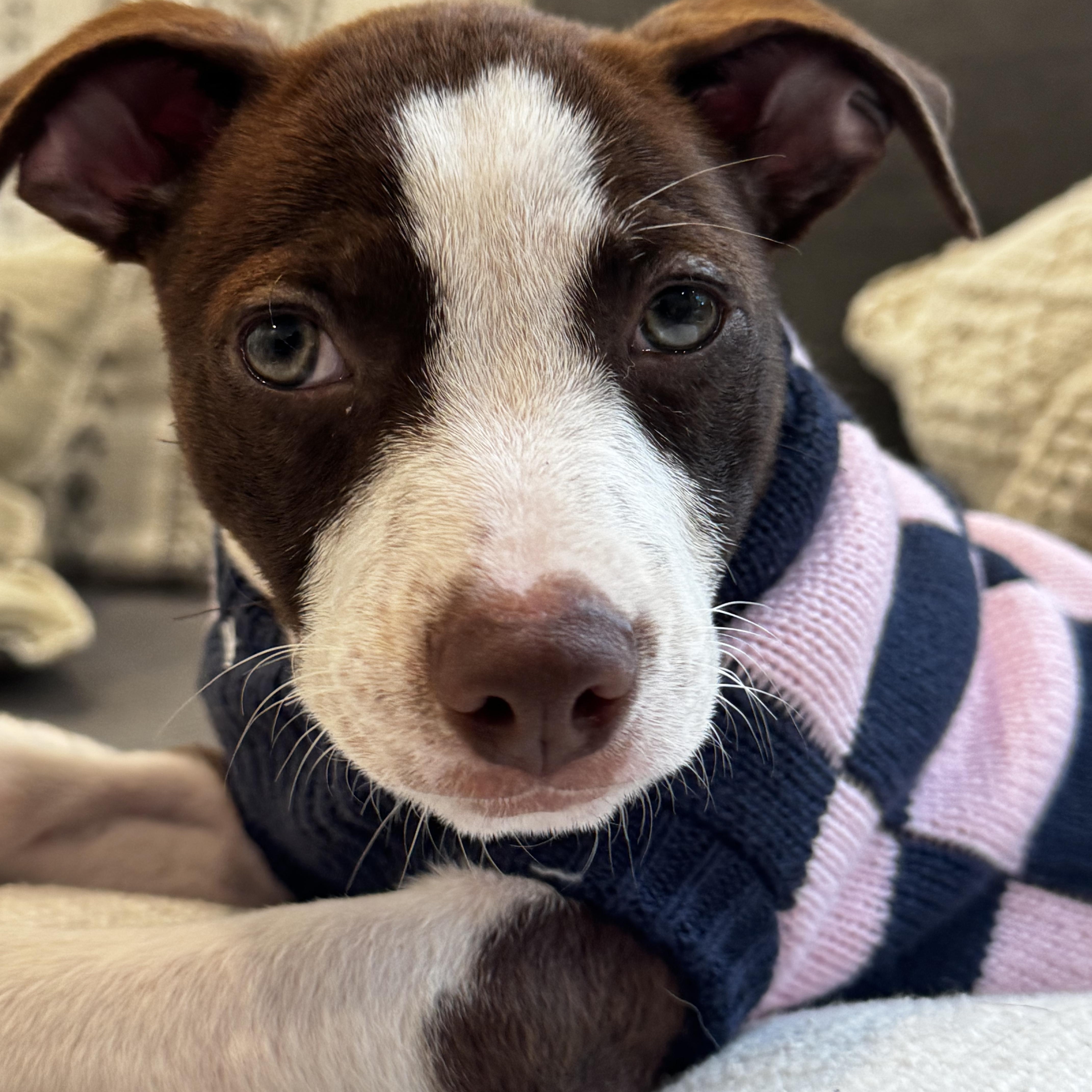 Tilly: She Love To thumbnail 4