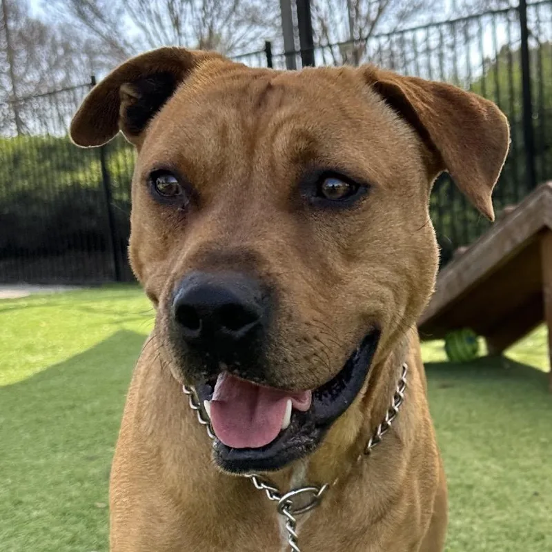 Boxer  Ecas thumbnail 2