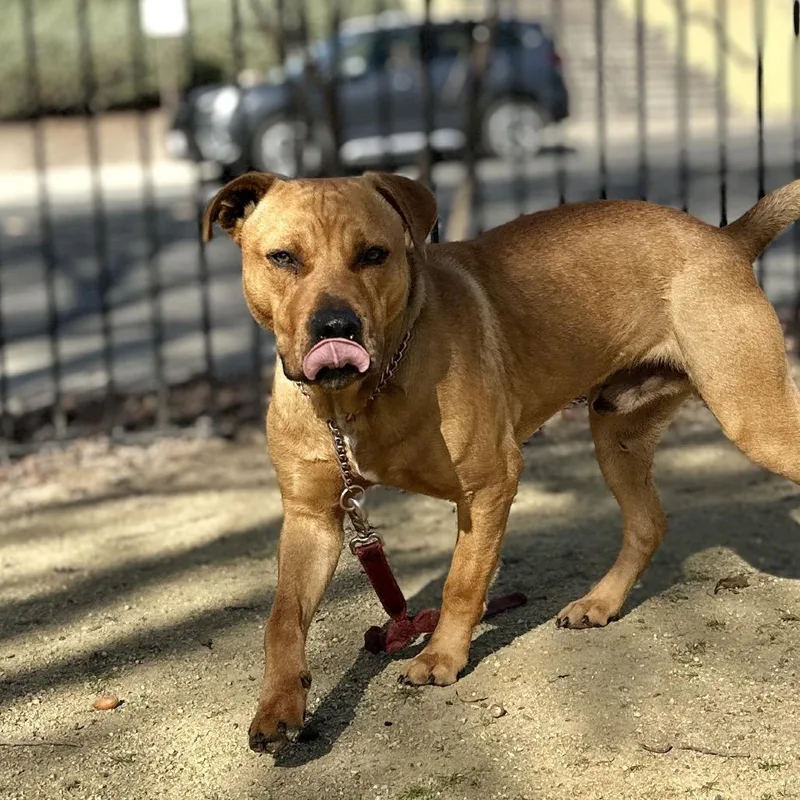 Boxer  Ecas thumbnail 3