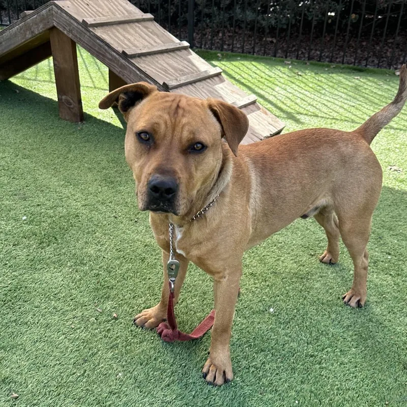 Boxer  Ecas thumbnail 5