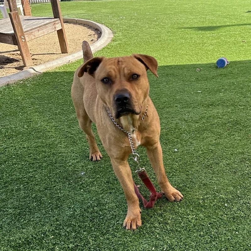 Boxer  Ecas thumbnail 6