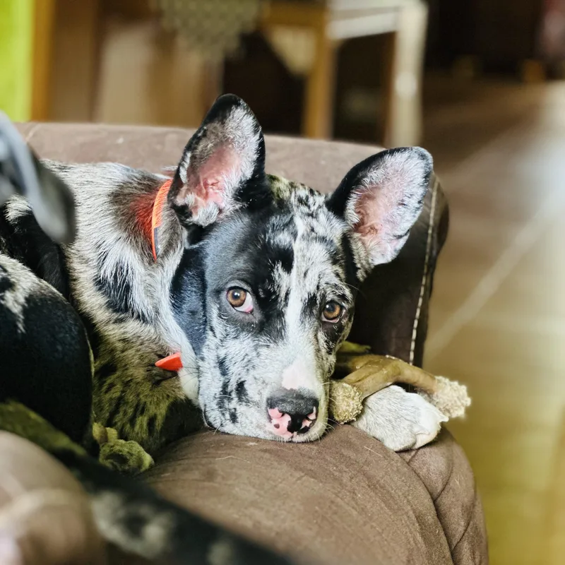 Cubby — The Blue‑speckled