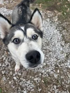 Bandit! Happy Huskaroo! thumbnail 2
