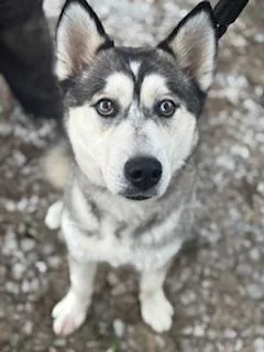 A young medium-sized male Gray / Blue / Silver Husky dog named Bandit! Happy Huskaroo! for adoption in RUSSIAVILLE, IN