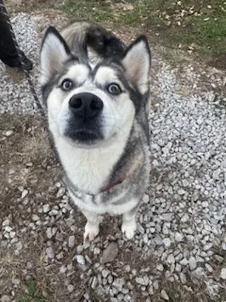 Bandit! Happy Huskaroo! thumbnail 3