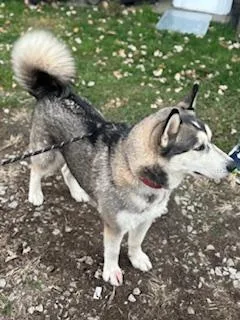 Bandit! Happy Huskaroo! thumbnail 4