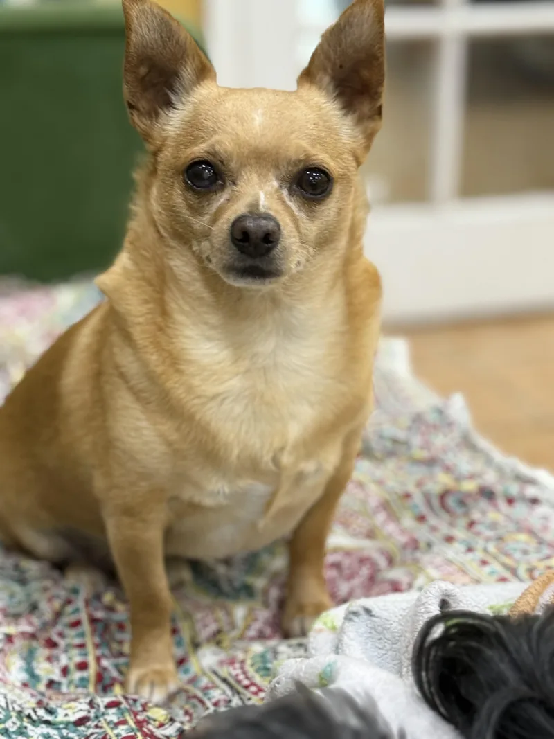 An adult small-sized male Golden Chihuahua dog named Beau for adoption in Bradenton, FL