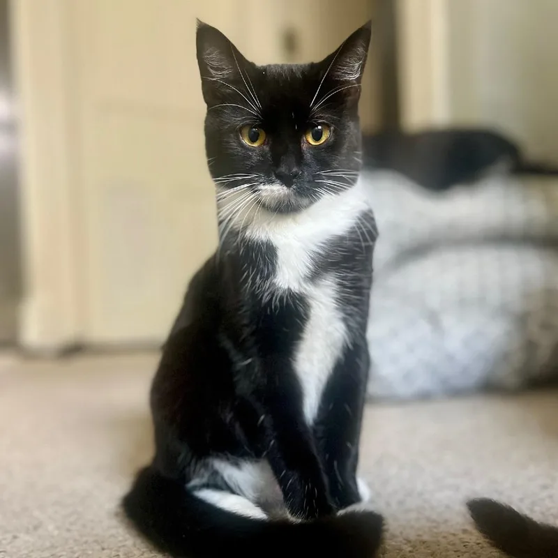 Skittles thumbnail 3