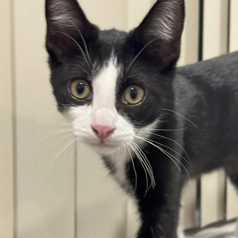 A young small-sized male American Shorthair cat named Oreo for adoption in Garden Grove, CA