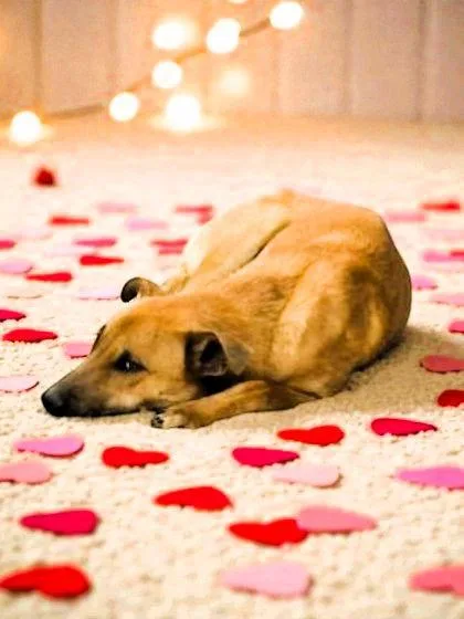 Captain Jack Sparrow