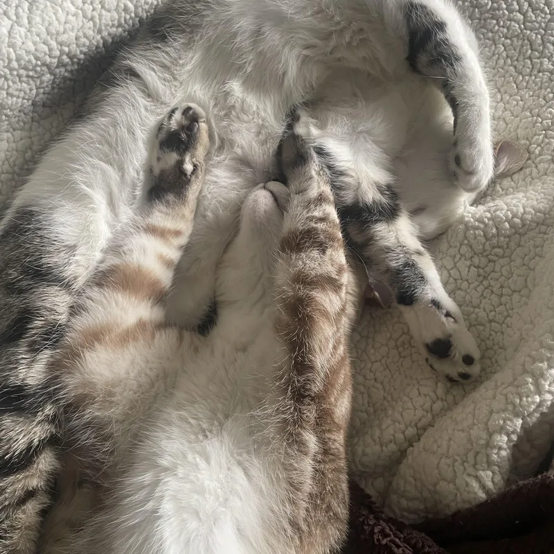 Boba & Mochi thumbnail 2