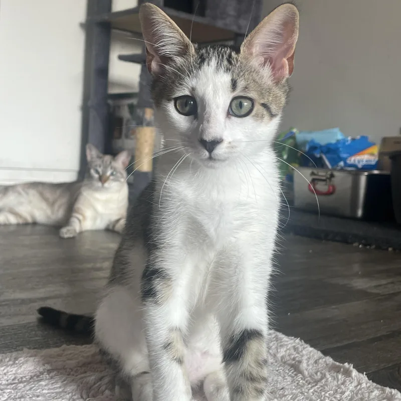 Boba & Mochi thumbnail 3