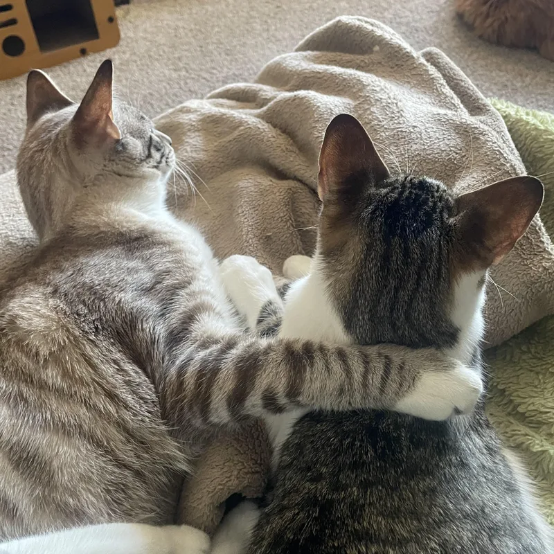 Boba & Mochi thumbnail 4