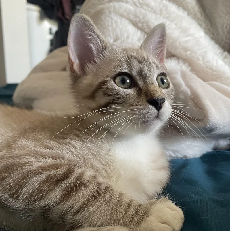 Boba & Mochi thumbnail 5