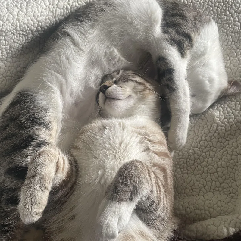 Boba & Mochi thumbnail 6