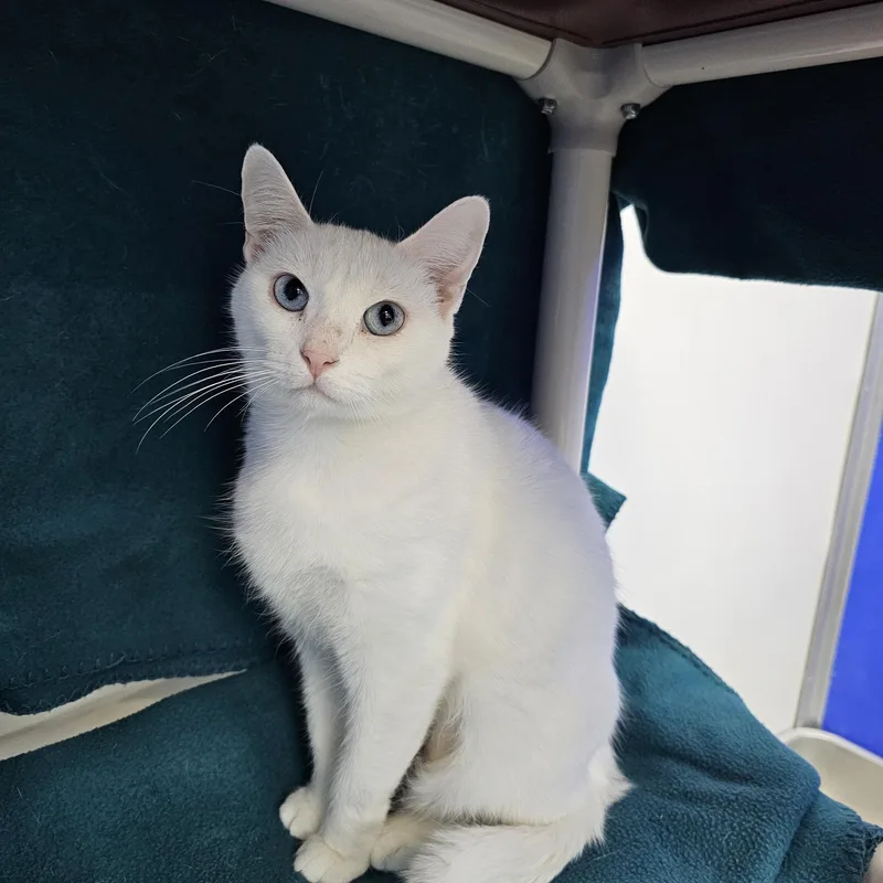 Norma Jean thumbnail 2