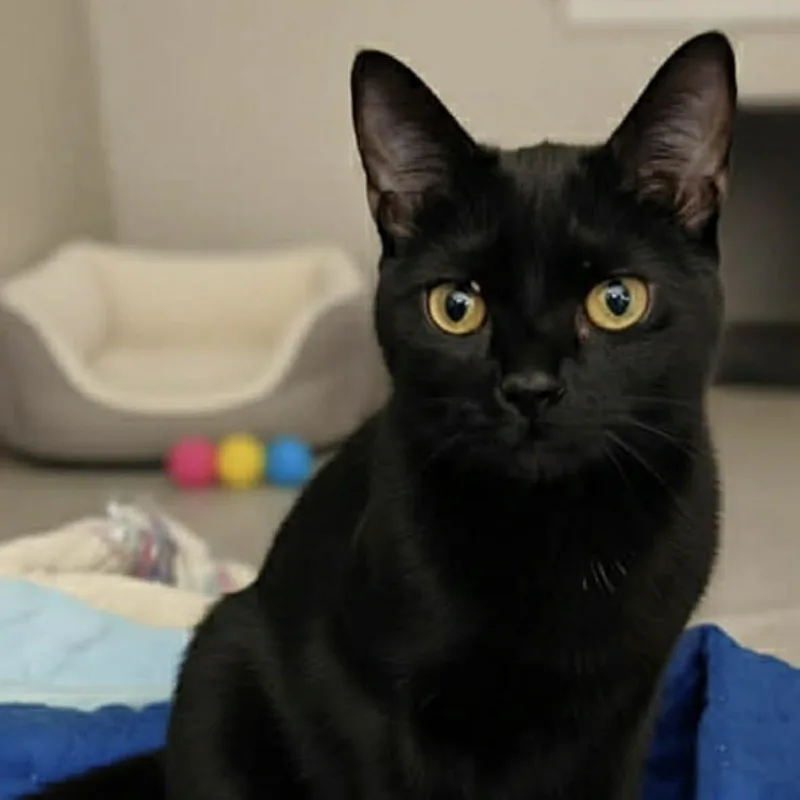 A baby large-sized male Black Domestic Short Hair cat named Calvin for adoption in Houston, TX