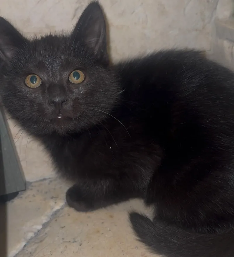 A baby small-sized male Black American Shorthair cat named Cherry for adoption in Palm City, FL