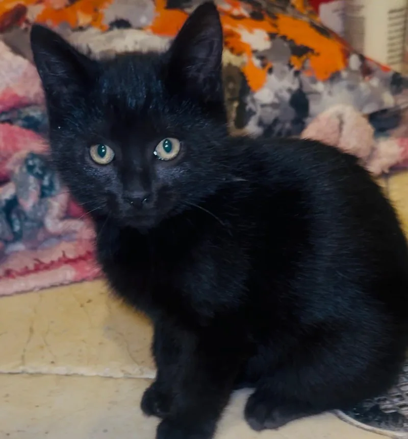 A baby medium-sized male American Shorthair cat named Choco for adoption in Palm City, FL