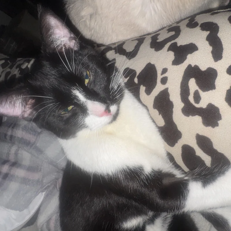 A young small-sized male Black & White / Tuxedo American Shorthair cat named Eclipse for adoption in Palm City, FL