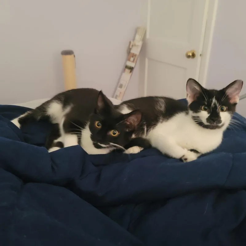 Coffee Bean thumbnail 2