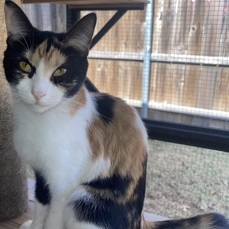 Bellamisia thumbnail 2