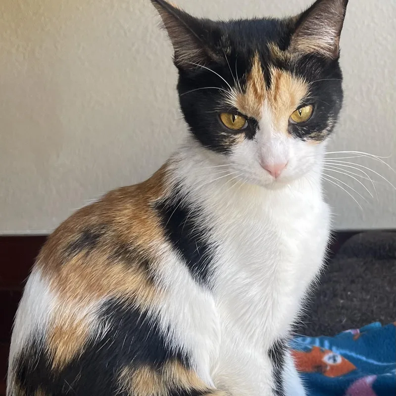 Bellamisia thumbnail 3