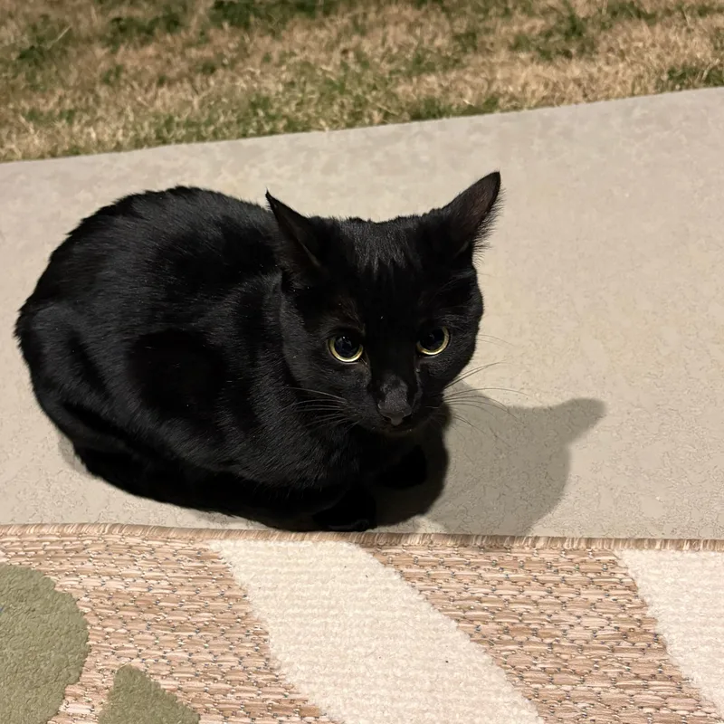 Olive Bean thumbnail 2