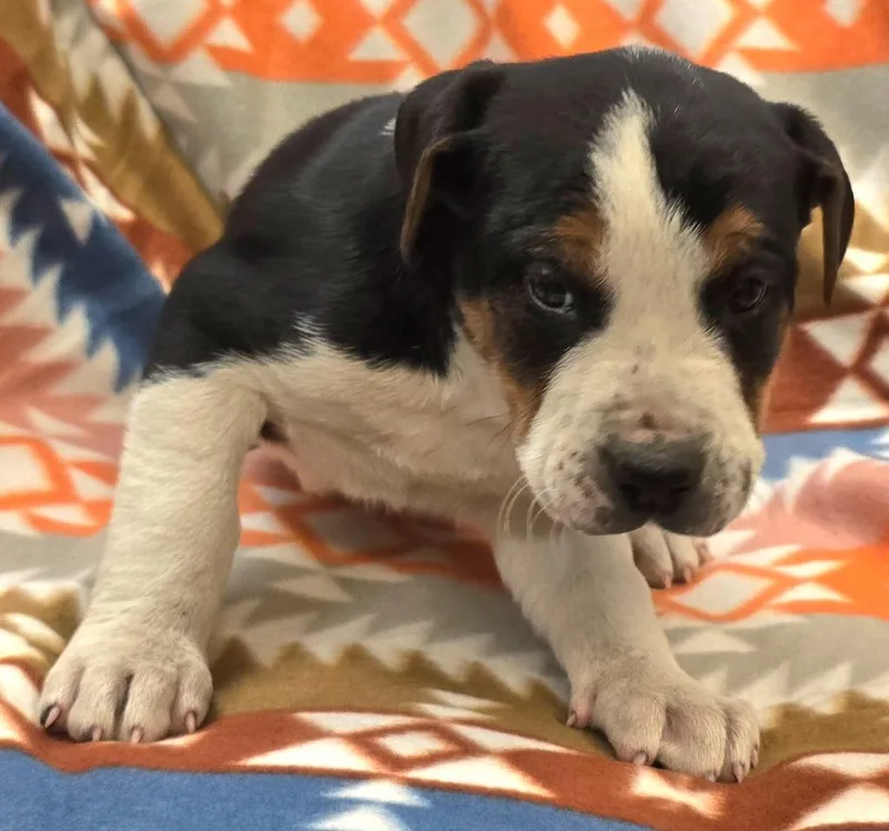 A baby large-sized male Hound dog named Asher for adoption in Murphysboro, IL