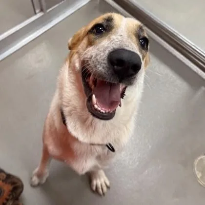 An adult medium-sized female Mixed Breed dog named Georgia for adoption in Dallas, TX