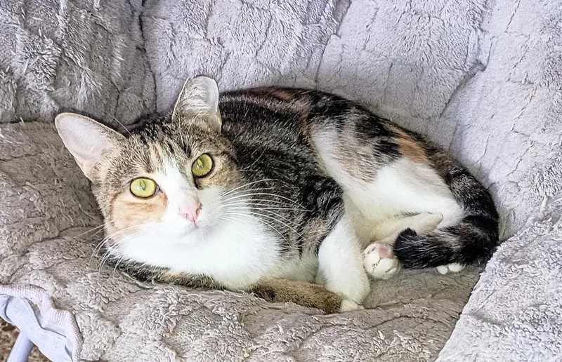 Charlotte thumbnail 2