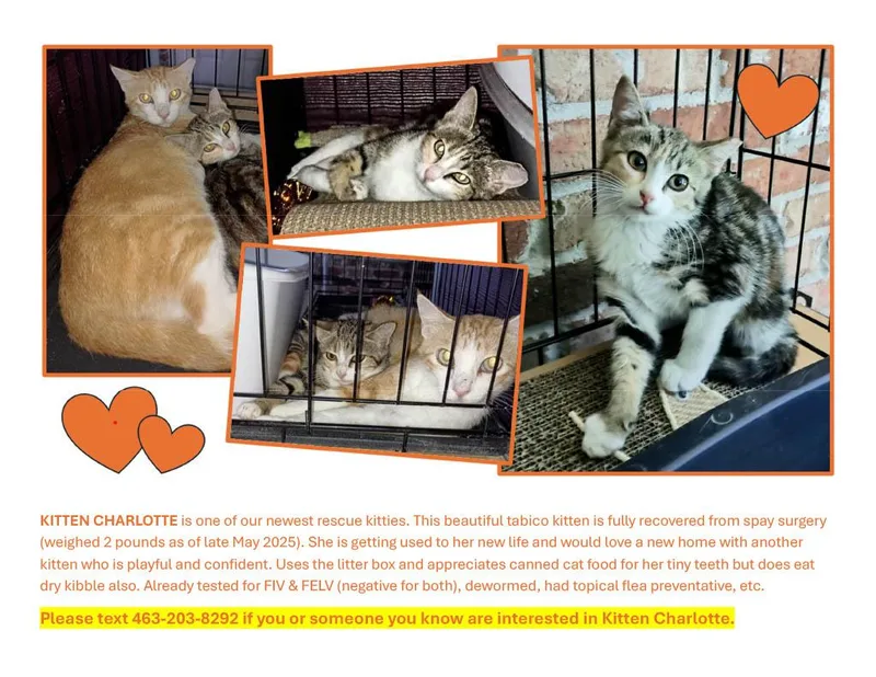 Charlotte thumbnail 3