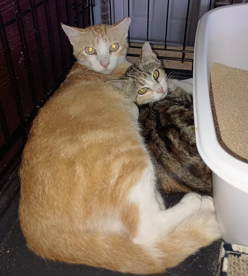 Charlotte thumbnail 4