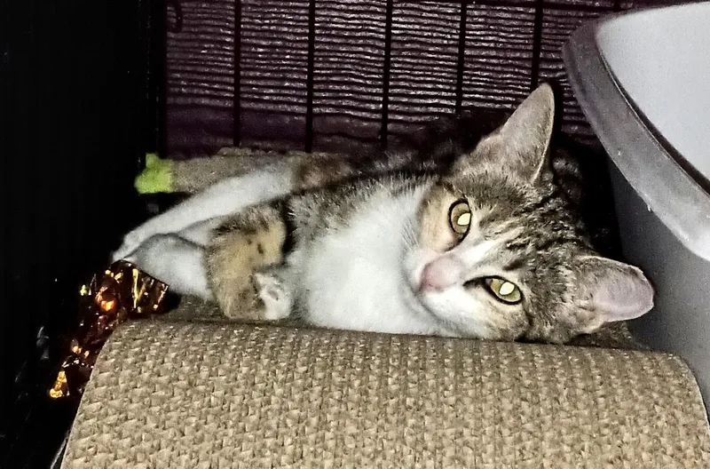 Charlotte thumbnail 5