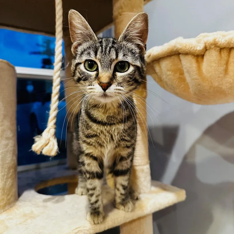 Princess Tillyab thumbnail 2